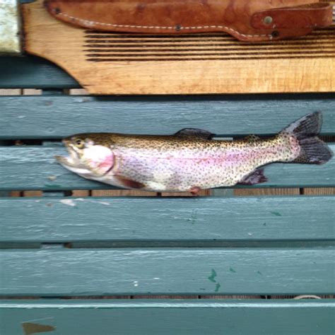 Crispy Baked Walleye - Lake Commandos