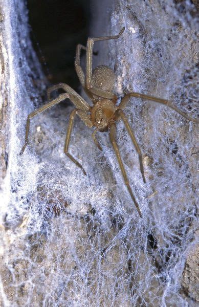 Prints of The Chilean recluse (Loxosceles laeta), is a venomous spider ...