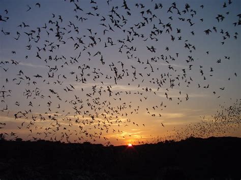 Bat Flight Program - Carlsbad Caverns National Park (U.S. National Park Service)