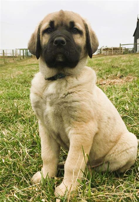 2024 Kangal Puppies For Sale at Von Tassen Farm | Kentucky