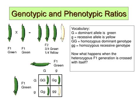 Determine The Phenotype For Each Genotype