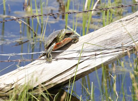 Pond Slider Turtle With Barbwire - Thru Our Eyes Photography | Linton ...