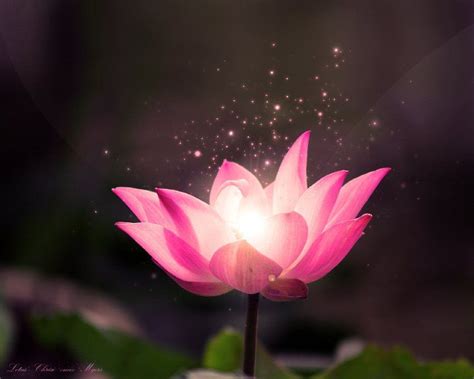 buddha lotus wallpaper - Google Search | BUDDHA | Pinterest | Buddha ...