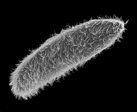 Ciliated Protozoan (paramecium Sp.) Photograph by Dennis Kunkel Microscopy/science Photo Library ...