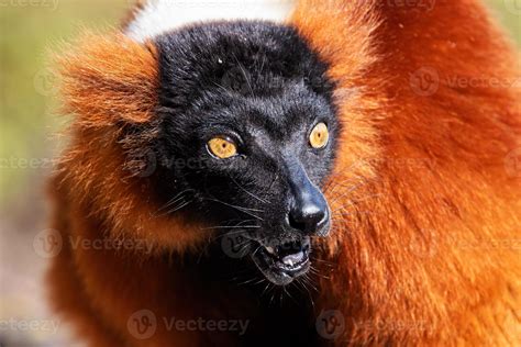 Red Ruffed Lemur monkey. Mammal and mammals. Land world and fauna ...