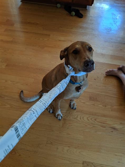 /r/cvsreceipts dog leash | CVS Receipts | Know Your Meme