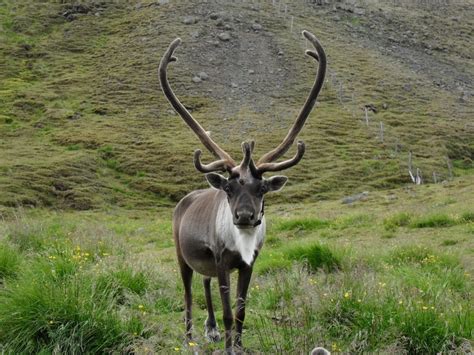 The Curious History of Reindeer in Iceland – The Cairngorm Reindeer Herd