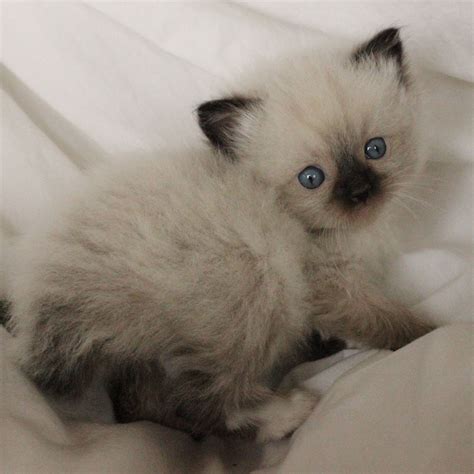 List 91+ Pictures Images Of Ragdoll Cats Stunning