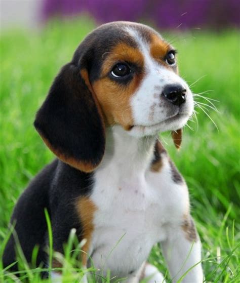 14 Popular Breeds of Dogs with Big Ears | Popular breeds, Beagle funny, Beagle