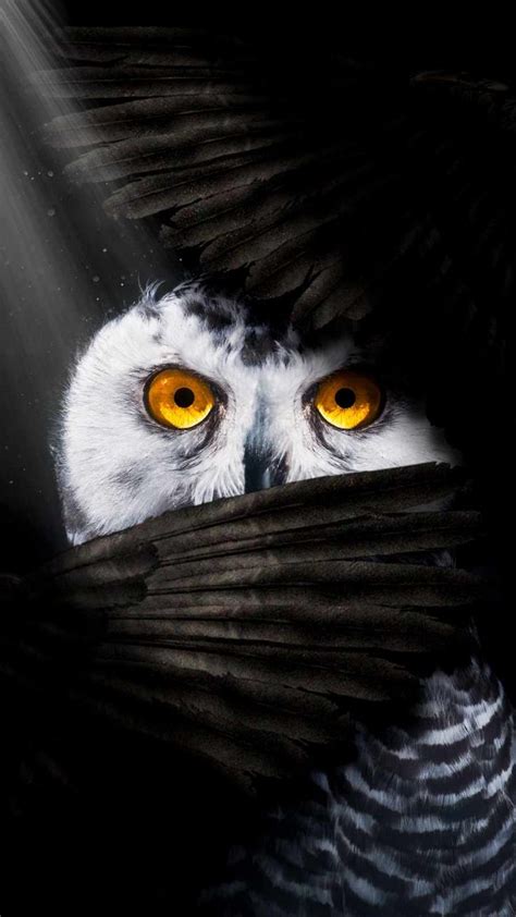 Owl Eyes IPhone Wallpaper - IPhone Wallpapers : iPhone Wallpapers ...