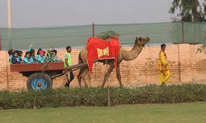 Camel Cart Ride - Camp Deva Farm