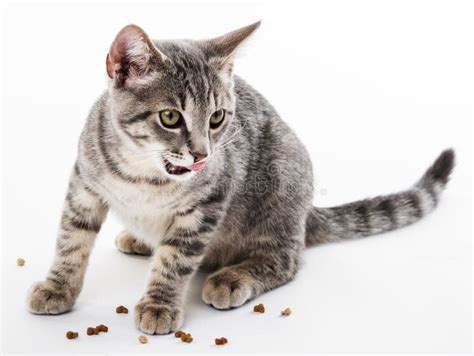 Cat Eating Dry Food for Cat Stock Image - Image of baby, eating: 33026951