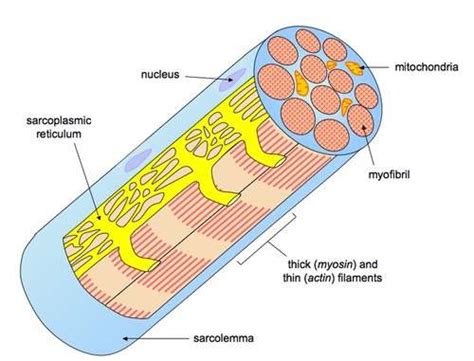 Labeled Diagram Of A Muscle Cell