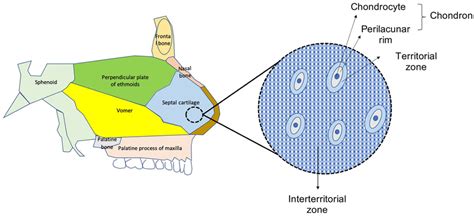 Anatomy of the nasal septum cartilage. | Download Scientific Diagram