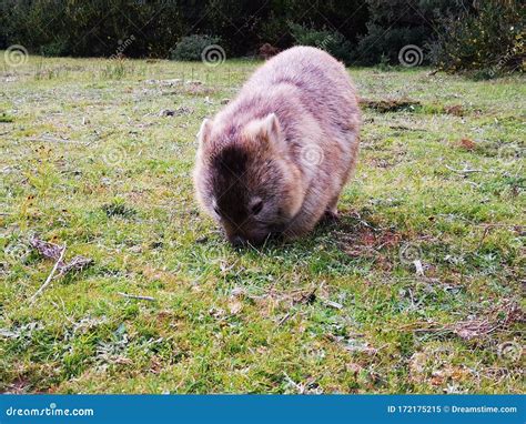 Wild wombat eating grass stock image. Image of wombat - 172175215