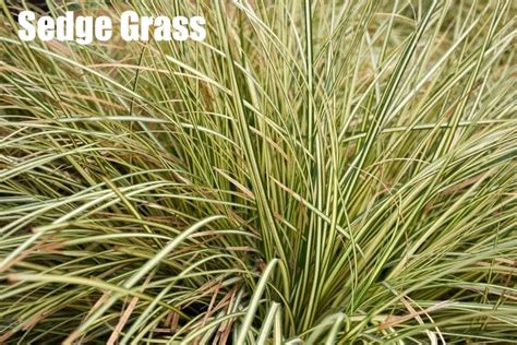 Download Grass Identification Sedge Plant Close Up Photography Picture ...