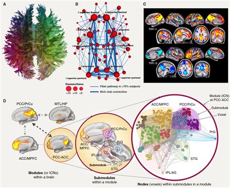 Structural and Functional Brain Networks: From Connections to Cognition | Science