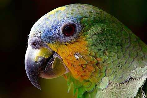 Free photo: Parrot, Amazon, Animals, Bird - Free Image on Pixabay - 2756488