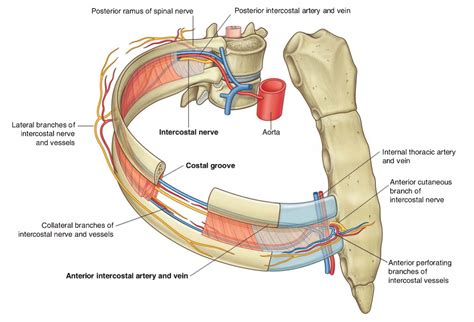 external intercostal muscles - جستجوی Google | Neuralgia, Chronic pain ...