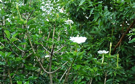 Gardenia thunbergia - Wildflower Nursery