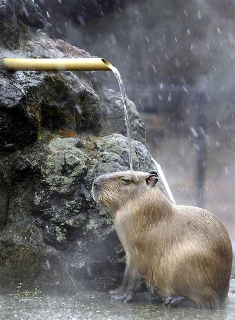 Capybara enjoying a hot spring in the snow. | Животные, Домашние птицы, Товары для животных