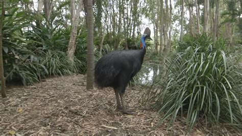 Cassowary image - Free stock photo - Public Domain photo - CC0 Images