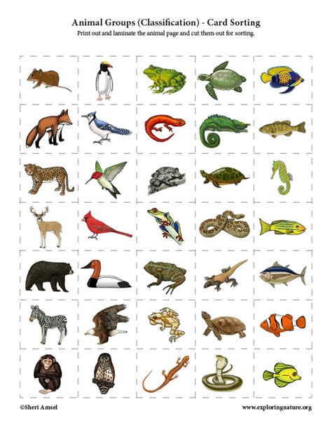 Animal Groups (Classification) - Card Sorting Activity