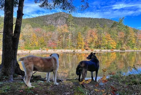 Fall Foliage Postcards from the White Mountains