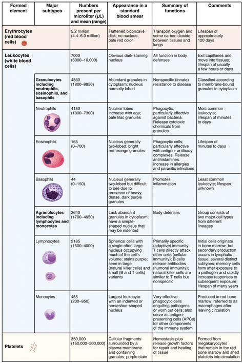 Different Types Of Wbc Structure Function And Diagram Blood