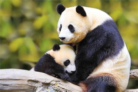 Momma Panda & Baby, panda, wildlife, baby, animals, HD wallpaper | Peakpx