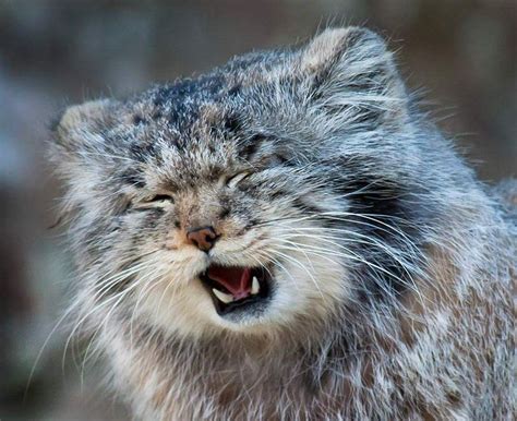 Pallas' cat (also known Manul) - The small, solitary wild cat inhabits ...