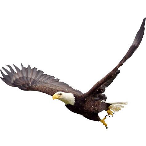 bald eagle transparent background | Bald eagle, Eagle, Eagle images