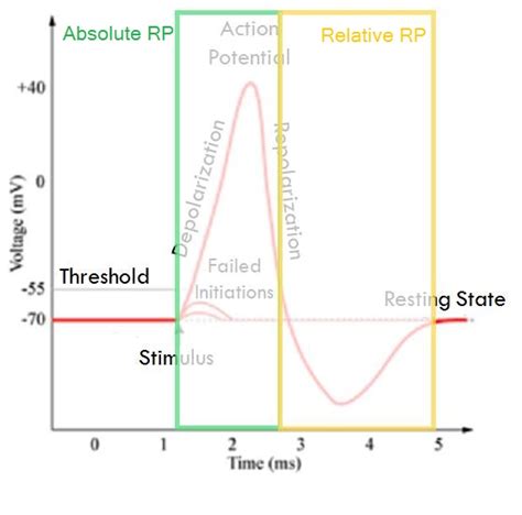 Refractory Period - WikiLectures