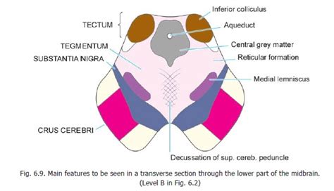 Preliminary Review of the Internal Structure of the Brainstem