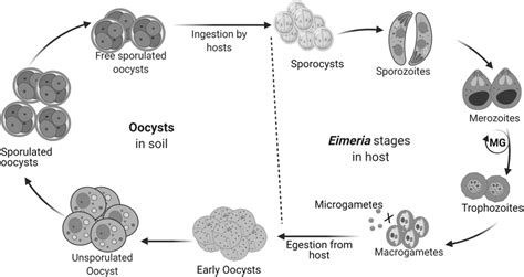 Major developmental stages of Eimeria. Eimeria life-stages within the ...