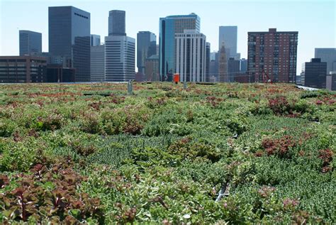 Green roofs don't work unless you plant them with diverse, local plants ...