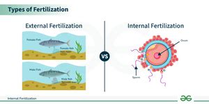 A Comprehensive Guide to Internal Fertilization - GeeksforGeeks