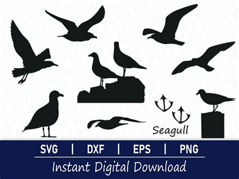 Seagull Outline Clipart Images