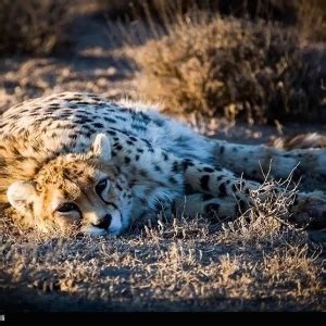 Asiatic Cheetah - Facts, Diet, Habitat & Pictures on Animalia.bio