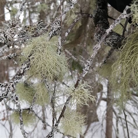 Herbal Tea Usnea Dried Usnea Herb Usnea Tincture Usnea - Etsy