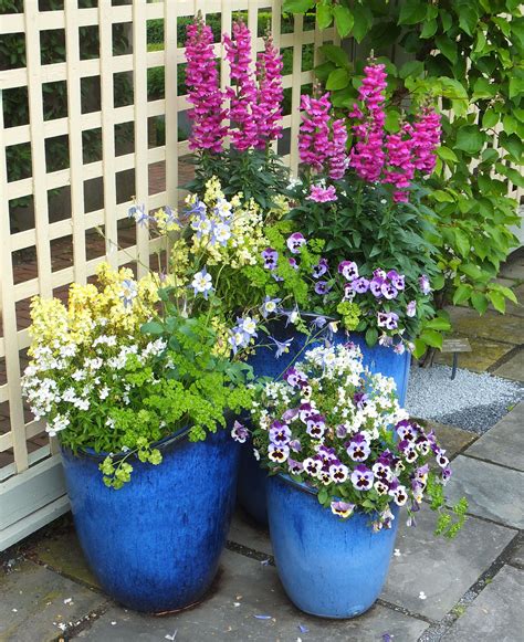 Perennial Plants For Pots - Image to u