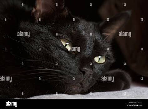 portrait of a black cat sleeping Stock Photo - Alamy