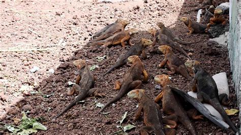 Galapagos iguanas return to Santiago Island after 200 years | CNN