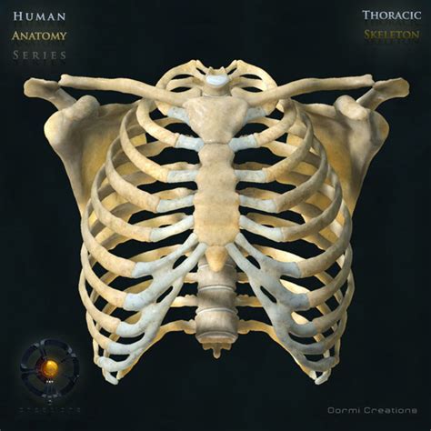 human thoracic skeleton bones max