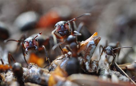 Blogbirder: Wood Ants; Macro; Hällögen; Vasterbotten