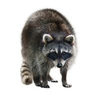 Raccoon Sounds At Night - Pick Beast