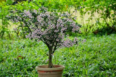 Cherry Blossom Bonsai: How to Care for This Amazing Beauty - Bonsai Starter