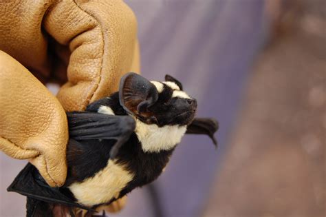 Striped like a badger: New genus of bat identified in South Sudan