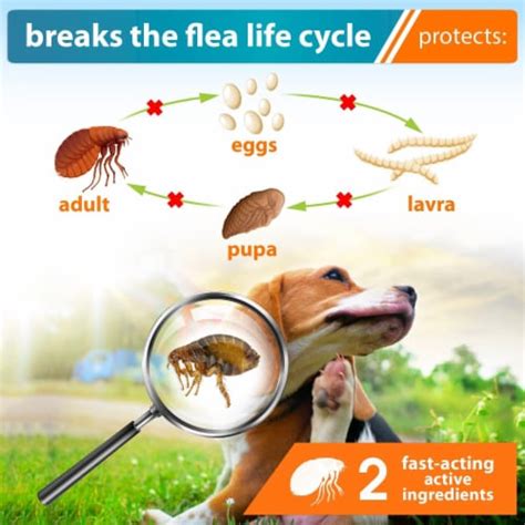 Beloved Pets - Flea & Tick Prevention - Small To Xl Dogs - Topical Treatment, 1 Ct - Pay Less ...