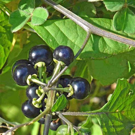 Garden Huckleberry Heirloom Seeds | Terroir Seeds